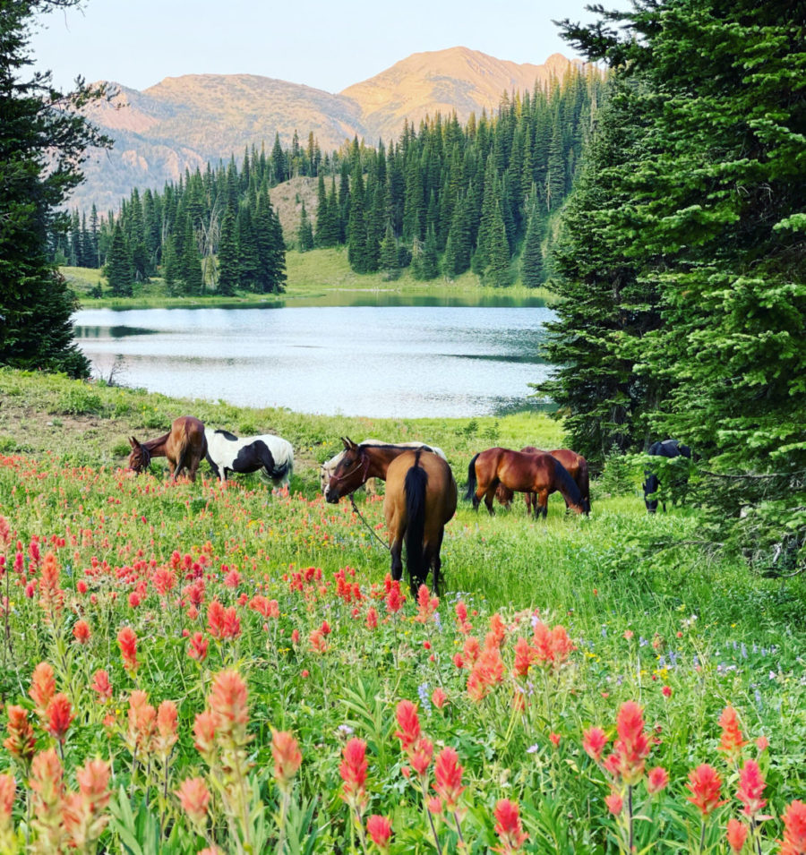 76A8D63A-C833-4A10-926F-7F404180601C